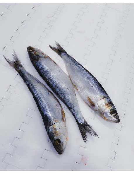 Comprar Sardina salada Tabal por piezas